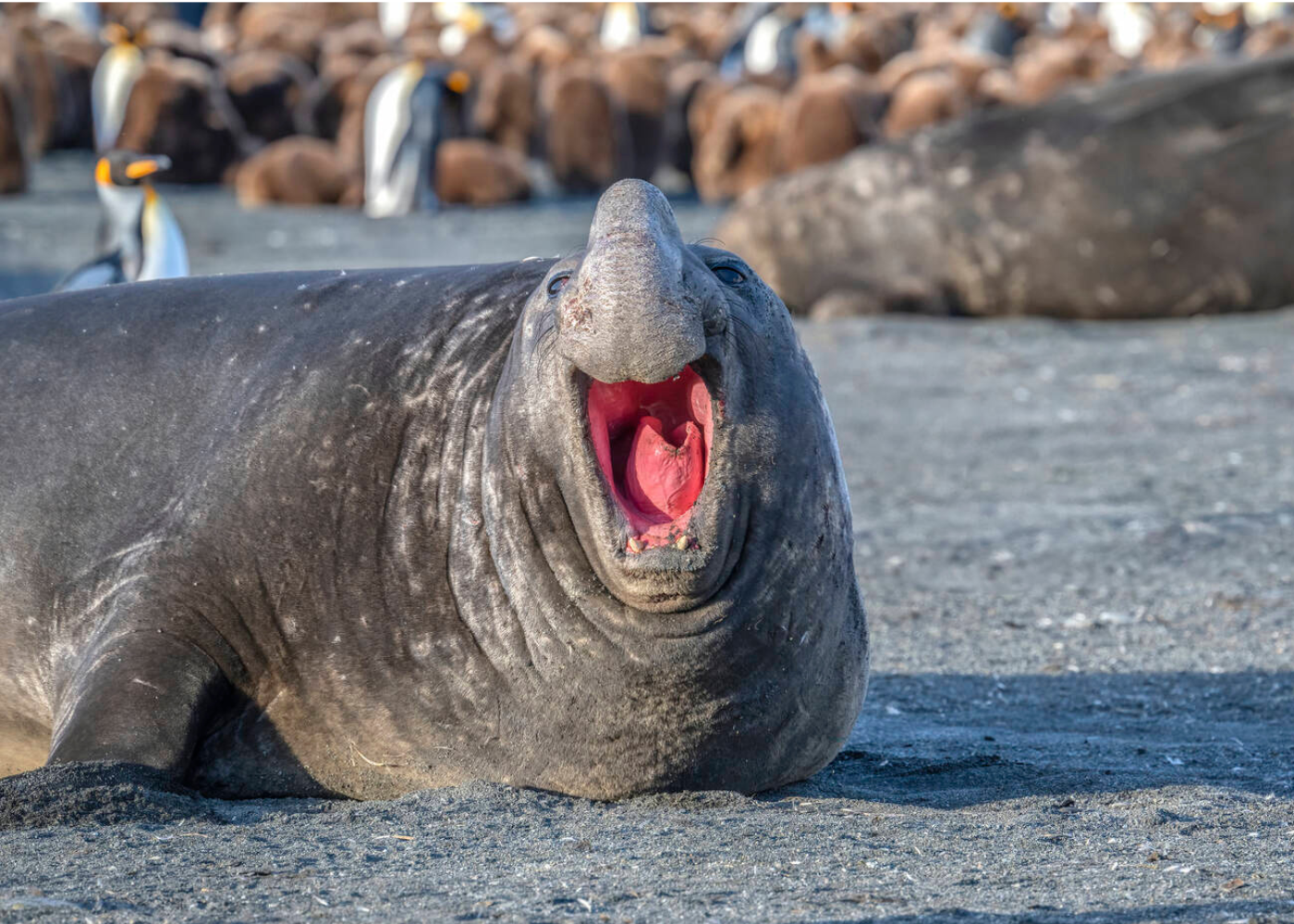 Singender_See-Elefant_Antarktis