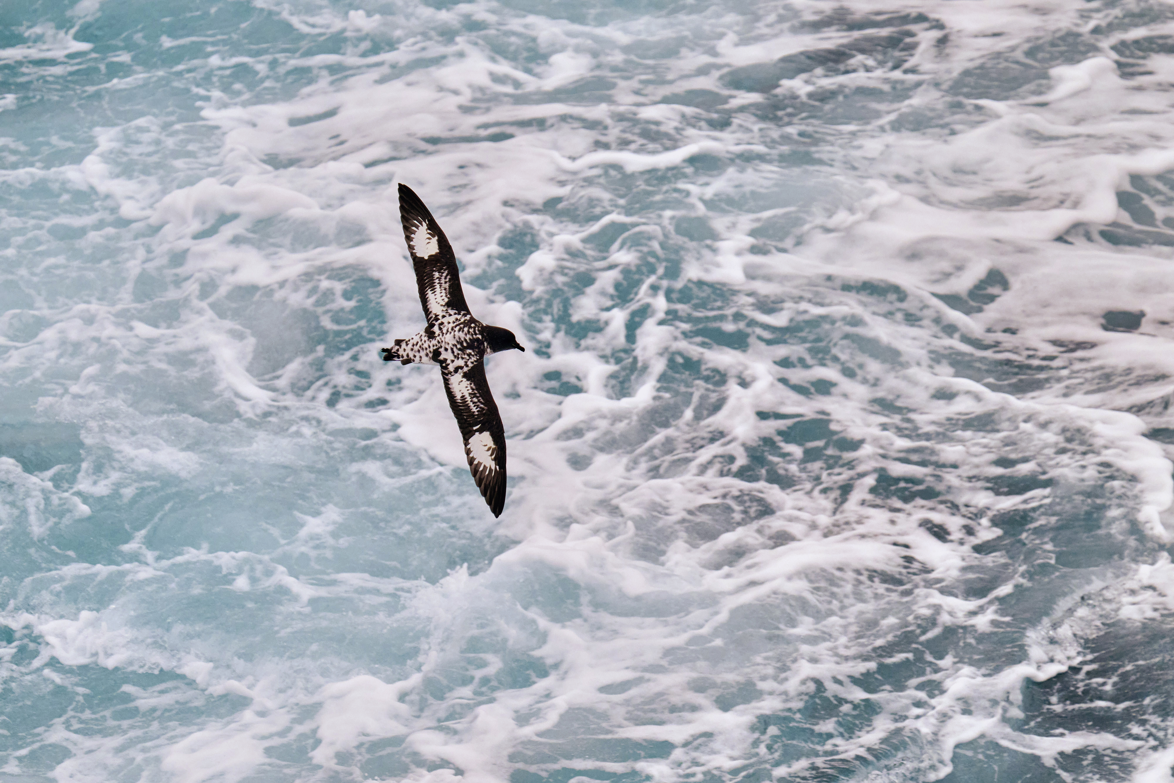 Polarkreuzfahrt mit der Sylvia Earle: Kleine Expeditionsgruppe, intensive Landgänge, moderne Technik und nachhaltiges Reisen in Arktis oder Antarktis.