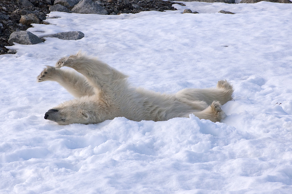 Good Morning Svalbard