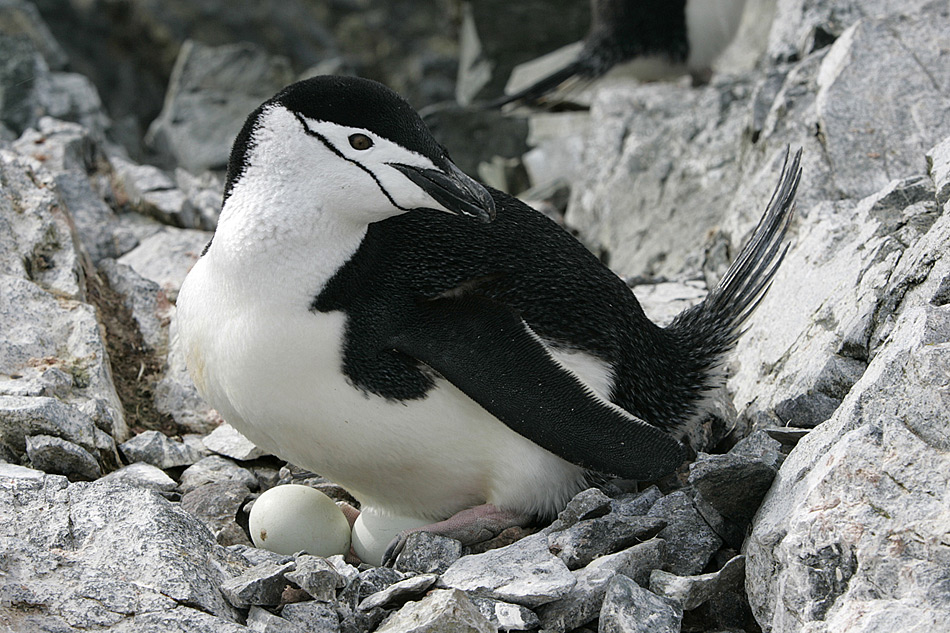 Zuegelpinguin