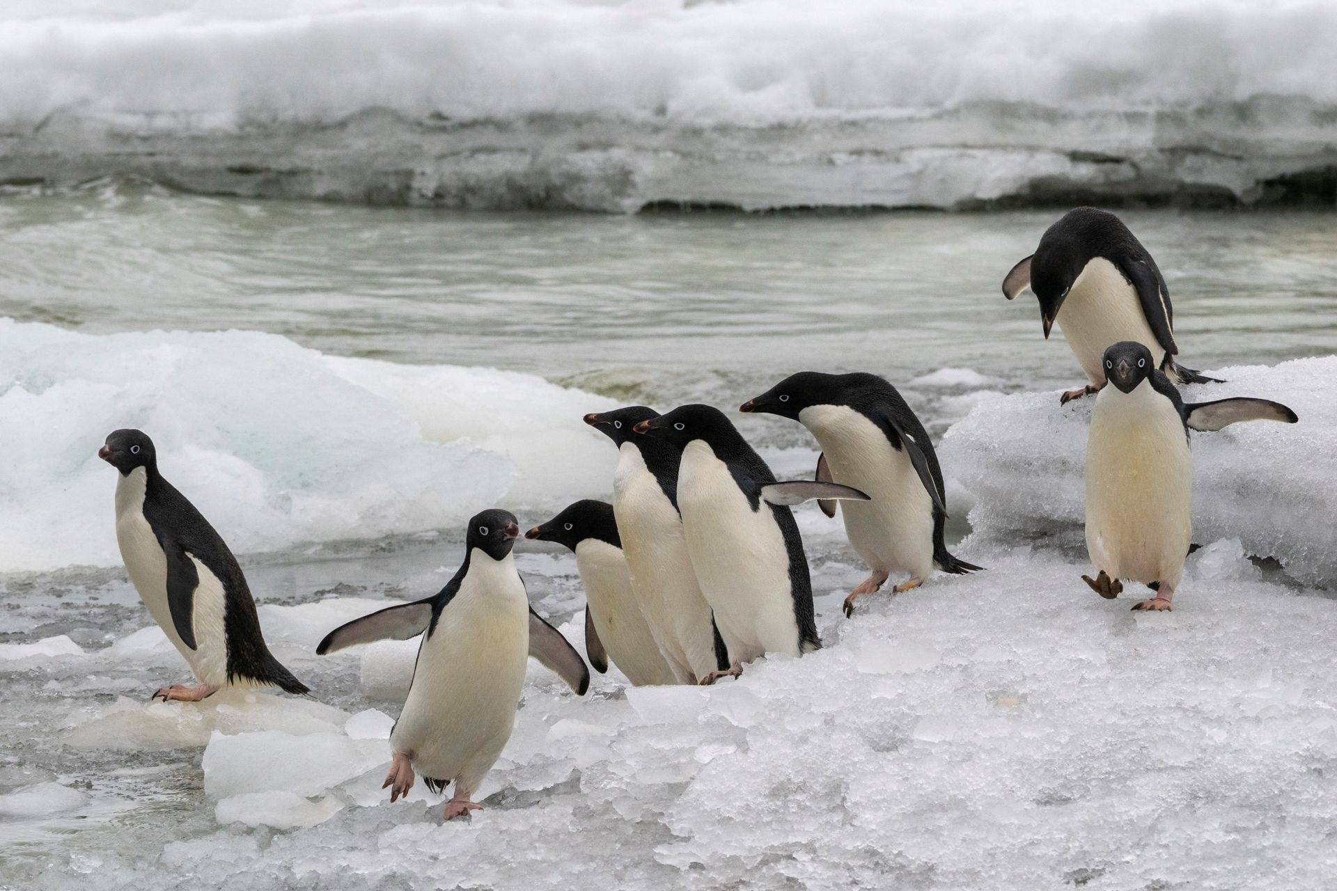 Erleben Sie die Polarregionen an Bord der Greg Mortimer – kleine Schiffsgröße, echte Expeditionen, Zodiac-Landgänge und hoher Komfort.