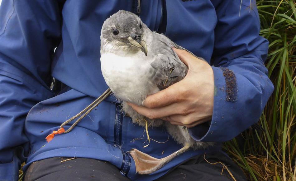 Ein Küken des Grausturmvogels wird zur Identifizierung beringt. Der Grausturmvogel (Procellaria cinerea), tritt über dem offenen Meer der Süd-Hemisphäre vorwiegen zwischen 49°S und 32°S auf. Die größten Kolonien mit schätzungsweise 53.000 Paaren sind auf den  Antipoden Inseln und Gough Island mit 10.000 Paaren. (Foto: Marcus Salton)