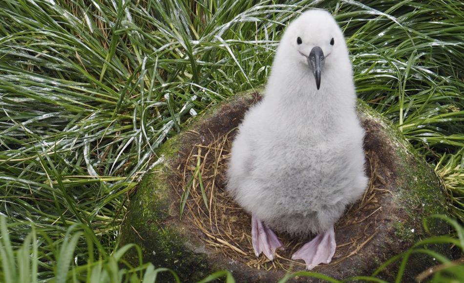 Ein Schwarzbrauenalbatrosküken auf dem Nest in Windsor Bay, Macquarie Island. Nach dem Schlüpfen dauert es 120 bis 130 Tage bis die Küken flügge sind. Junge Albatrosse kehren nach zwei bis drei Jahren in die Kolonie zurück, jedoch nur um Balzrituale zu üben, bevor sie mit etwa 10 Jahren selbst mit dem Brüten beginnen. (Foto: Kim Kliska)