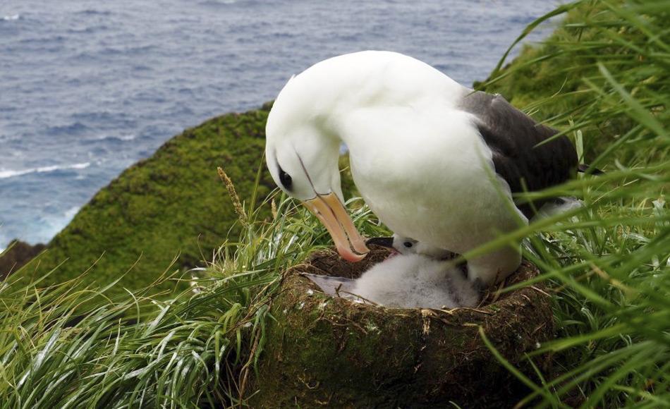 Schwarzbrauenalbatrosküken schlüpfen Ende Dezember bis Januar. Die Eltern verlassen die Küken zur Futtersuche für einige Wochen, aber die Küken bleiben bis April auf der Insel. (Foto: Kim Kliska)