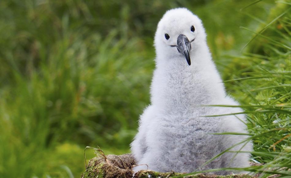 In der Windsor Bucht auf Macquarie Island wartet ein Schwarzbrauenalbatrosküken auf die Rückkehr der Eltern. Wenn das Küken die ersten 7 bis 8 Jahre überlebt, wird es zur Macquarie Insel zurückkehren um selbst zu brüten. (Foto: Kim Kliska)