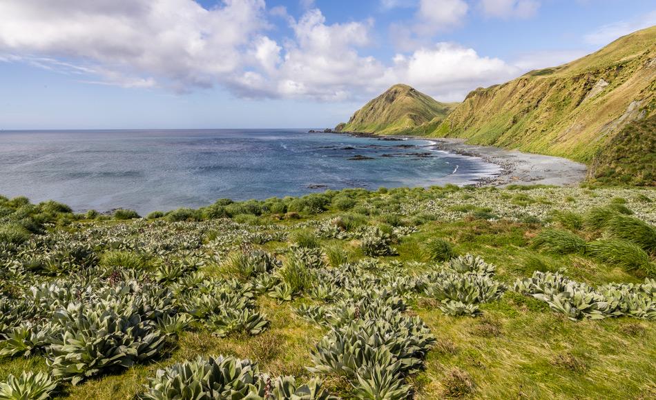 Nach Jahrzehnte langem Kahlfrass durch wilde Kaninchen, kehrt Macquarie Island langsam wieder in den Urzustand zurück. Die einheimische Vegetation erholt sich und bietet Lebensraum und Schutz für nistende Vögel. (Foto: Katja Riedel)