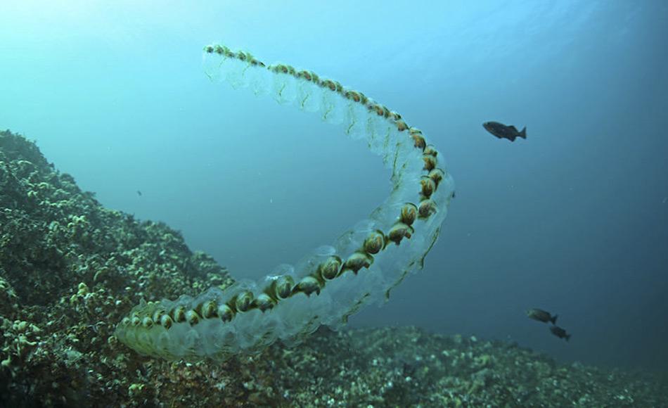 Salpen sind schlauchförmige gallertige Lebewesen, die sich fortbewegen indem sie sich zusammen ziehen und Wasser durch ihren Körper pumpen. Sie können Ketten mit mehreren tausend Tieren bilden. (Bild: Frierson, Oregon Department of Fish and Wildlife)