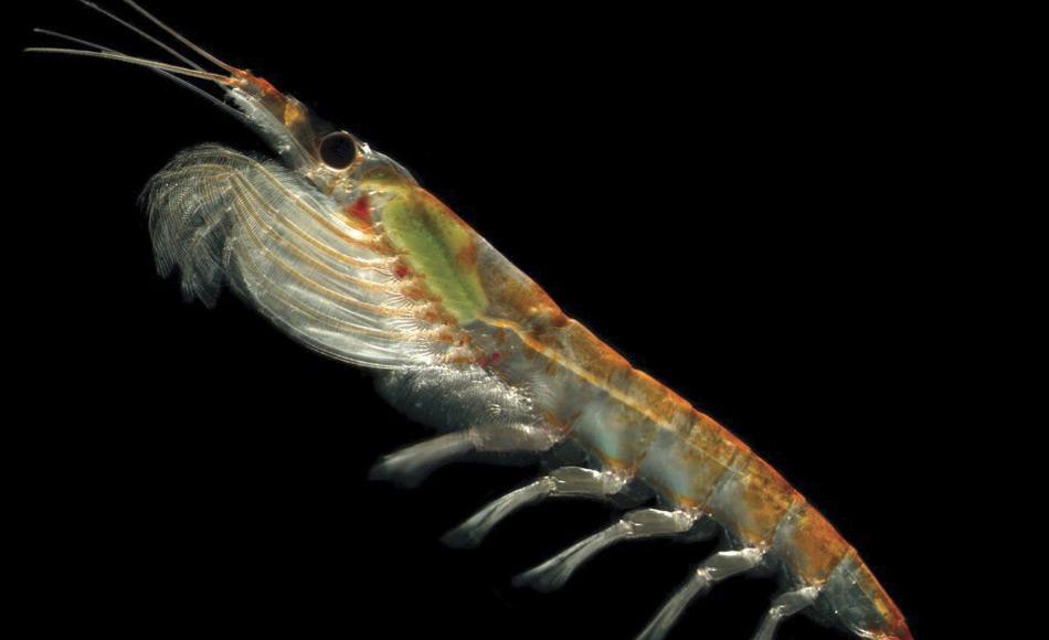 Wissenschaftler der Australian Antarctic Division studieren Krill, um ein besseres Verständnis des Lebenszyklus des Krill zu bekommen. Ziel ist es die Krill-Fischerei besser zu reglementieren und die Auswirkungen von Umweltveränderungen wie Ozeanübersäuerung auf dem Ökosystem zu verstehen. (Bild: Australian Antarctic Division)