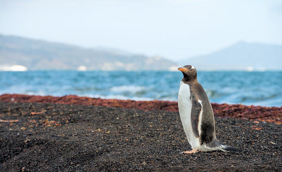 Eselpinguine sind die drittgrösste Pinguinart. Eigentlich sind sie Bewohner der Subantarktis, doch mittlerweile haben sich die Tiere bis auf den antarktischen Kontinent ausgebreitet, um zu brüten. Bild: Stefan Gerber