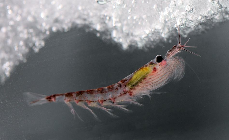 Krill ist wahrscheinlich eine der häufigsten Tierart weltweit. Schätzungen gehen von mehreren Gigatonnen von den bis zu 6 cm grossen Krebstieren im Südpolarmeer aus. Bild: Jan van Franeker, Wageningen Marine Research