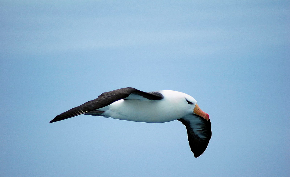 Wie ihre grossen Verwandten, nutzen auch Schwarzbrauenalbatrosse verschiedene Windgeschwindgkeiten über dem Wasser für das dynamische Segeln und lange Flugstrecken. Gemäss Bousquet drehen sie jedoch in flachen Kurven statt in halben Drehungen. Bild: Michael Wenger