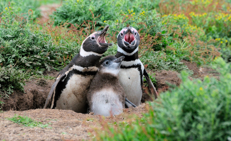 Die Resultate diese Studie könnten auch auf andere Pinguinarten angewendet werden, wie beispielsweise Magellanpinguine (Spheniscus magellanicus). Wie Zwergpinguine lebt auch diese Art an Orten mit unterschiedlichen Pflanzenbewuchsdichten. Bild: Michael Wenger