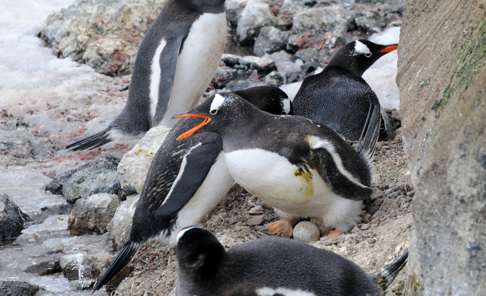 Eselspinguine in der Antarktis sind für ihre auffälligen Rufe bekannt und auch für ihre Fähigkeit, in verschiedenen Habitaten leben zu können. Doch ob diese Generalisten unter den Pinguinen unterschiedliche Rufvariationen je nach Lebensraum haben, ist bislang nicht belegt. Bild: Michael Wenger