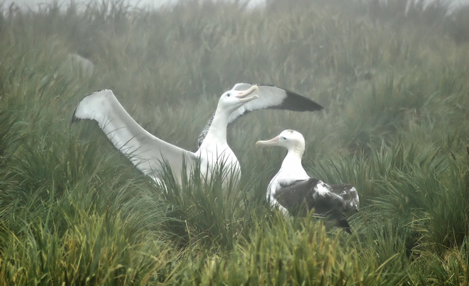 Wanderalbatrosse bleiben ein Leben lang zusammen und besitzen einen langsamen und langen Brutzyklus. Nach der Fortpflanzung trennen sich Männchen und Weibchen bis zum Beginn der neuen Brutsaison und fischen in verschiedenen Regionen. Bild: Michael Wenger