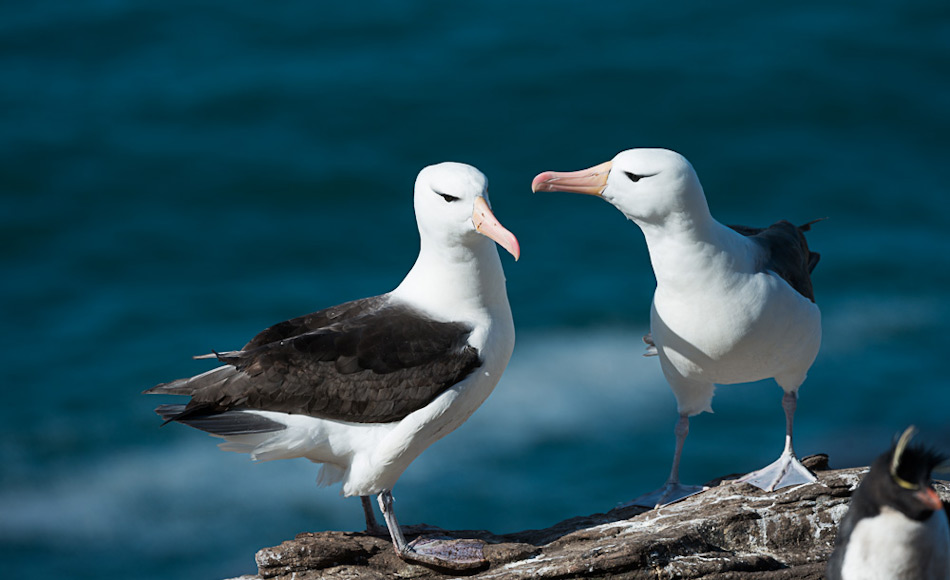 Die Schwarzbrauenalbatrosse sind nahe mit den Graukopfalbatrossen verwandt, brüten jedoch nur in kleiner Zahl auf Südgeorgien. Das Hauptbrutgebiet liegt auf den Falklandinseln. Bild: Stefan Gerber