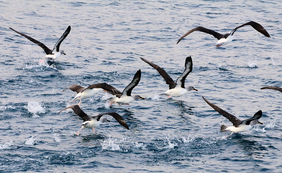 Alle Albatrosarten müssen ihre Nahrung auf hoher See suchen. Diese Gebiete sind am gleichen Ort wie die Fischereigebiete, wo Langleinenschlepper Schwarze Seehechte und andere teure Fischarten fangen. Trotz verschiedener Versuche enden tausende von Albatrossen an den Haken als Beifang. Bild: Michael Wenger