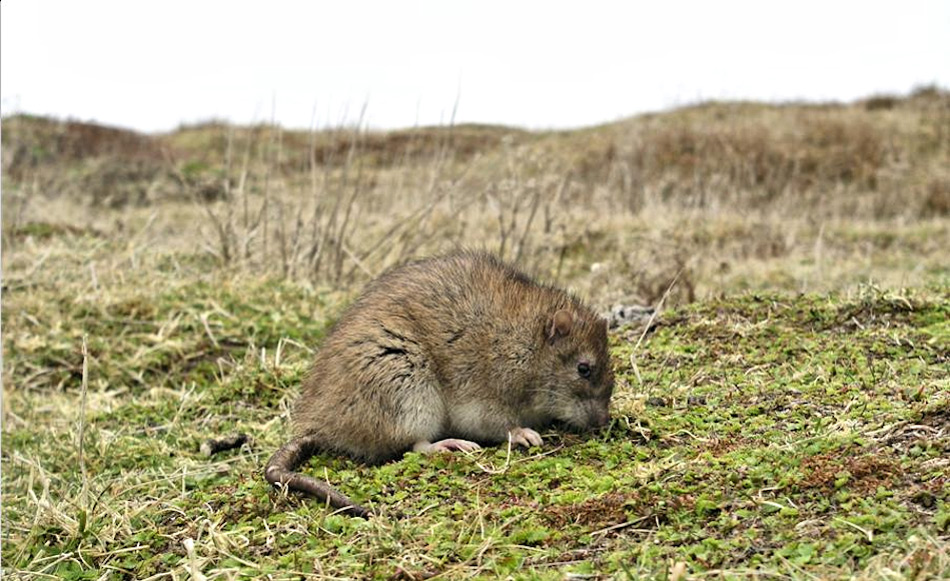 Die Ratten waren ein Überbleibsel der Wal- und Robbenfängerzeit, die einst für ihr blutiges Handwerk auf die Insel gekommen waren. Die Fänger gingen, die Ratten blieben und dezimierten auf dramatische Weise die einheimische Vogelwelt. Bild: Paula O’Sullivan