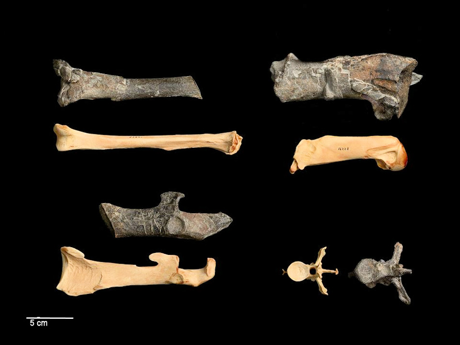 Die Überreste des Riesenpinguins zeigen klar die enorme Grösse. Rund 165 cm lang und 100 kg schwer machte aus dem Pinguin tatsächlich eine Art „Monstervogel“. Doch er lebte vor rund 55 – 60 Millionen Jahre. Bild: Gerald Mayr, Te Papa