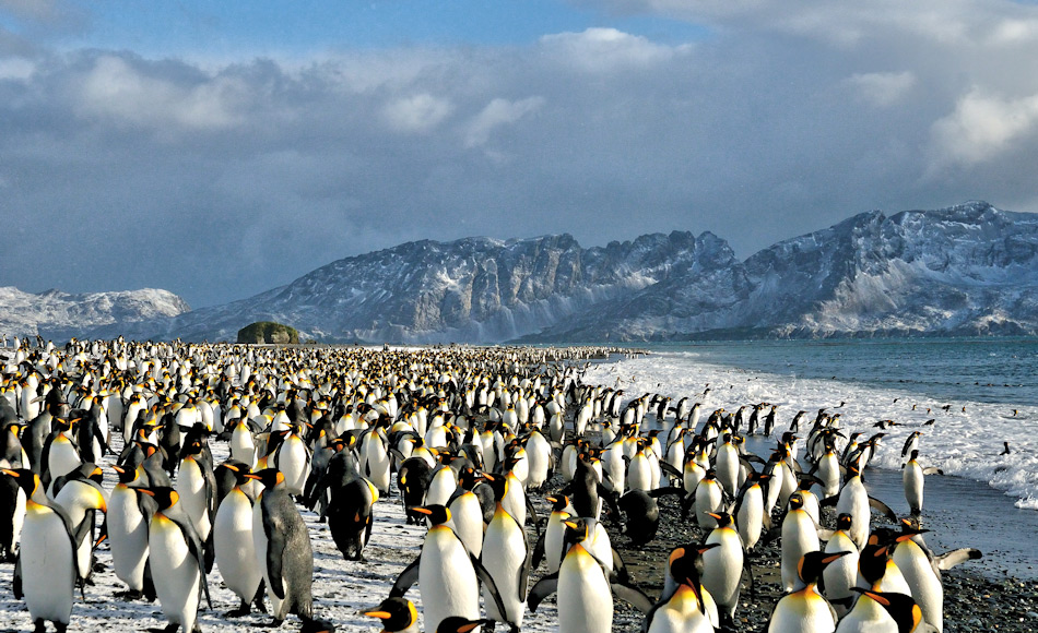 Königspinguine haben sehr spezifische Bedürfnisse an ihre Brutgebiete, sowohl klimatisch wie auch geographisch. Sie bevorzugen die flachen Strände mit viel Platz im Hinterland und wenig Meereis vorne. Bild: Michael Wenger