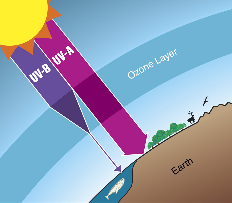 Die Ozonschicht schützt unsere Erde vor den ultravioletten Strahlen der Sonne. Wenn die Ozonschicht zerstört wird, kann schädliche UV-Strahlung zur Erde durchdringen und Hautkrebs und Augenkatarakte beim Menschen und Schäden an Pflanzen und Materialien verursachen. (Quelle: Twenty Questions and Answers About the Ozone Layer, Scientific Assessment of Ozone Depletion)