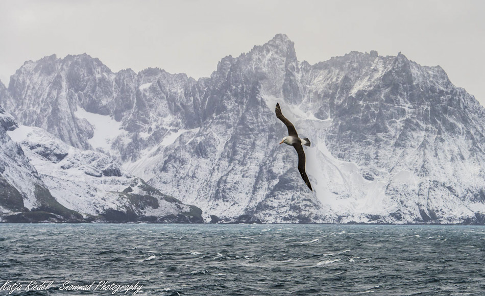 Ein Schwarzbrauenalbatros segelt über den Wellen vor der Bergkulisse Südgeorgiens. Die Gewässer um die Insel sind nährstoffreich und ziehen eine Vielzahl von Tieren an.