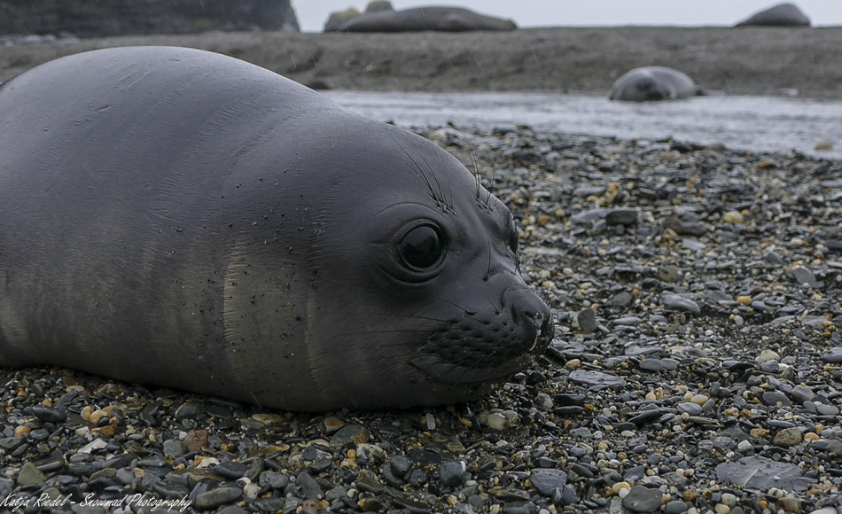 Seeelefanten bringen ihre Jungen an Stränden Südgeorgiens zur Welt. Junge See-Elefantenbabys liegen im Dezember dicht an dicht am Strand.