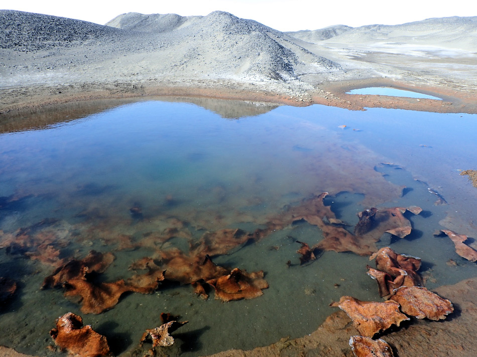 Cyanobakterien (Blaualgen) dominierten die mikrobiellen Mattengemeinschaften am Boden von Schmelztümpeln auf dem McMurdo-Eisschelf. Diese Tümpel haben flüssiges Wasser im Sommer und sind komplett durchgefroren im Winter. Diese Umgebungsbedingungen sind extrem und nur Mikroben wie Cyanobakterien können hier überleben. Bild: Taylor & Francis