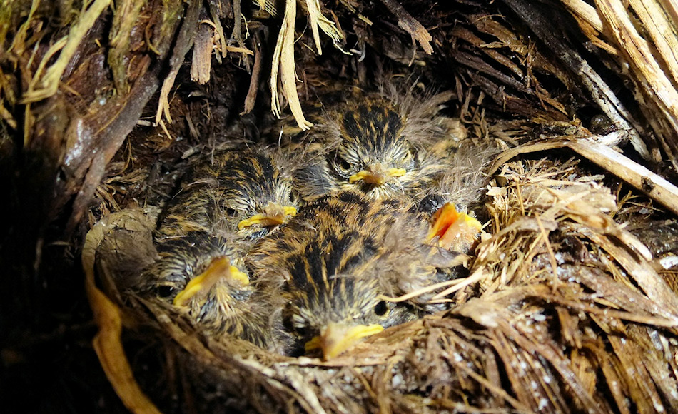 Nach dem Verschwinden der Nager kann die Vogelwelt sich wieder erholen und die Küken werden sicher vor den Ratten sein. Geschätzte 100 Millionen Vögel könnten sich potentiell wieder auf Südgeorgien niederlassen. Bild: Sally Poncet