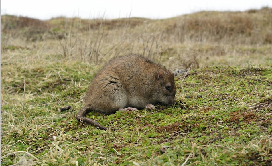 Ratten und Mäuse kamen mit den Walfang- und Robbenjägerschiffen im 18. und 19. Jahrhundert an und landeten auf Südgeorgien, als die Schiffe entweder an die Strände gefahren wurden oder Camps errichtet worden waren. Ohne Konkurrenz und Fressfeinden konnten sie sich rasant ausbreiten. Bild: Paula O‘Sullivan