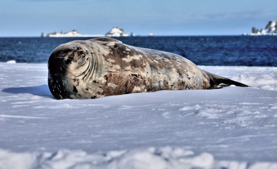 Weddellrobben sind echte Antarktika-Bewohner und leben das ganze Jahr an der Eiskante und im Küstenbereich. Sie widerstehen auch tiefsten Temperaturen und können lange tauchen dank ihrer dicken Speckschicht. Bild: Michael Wenger