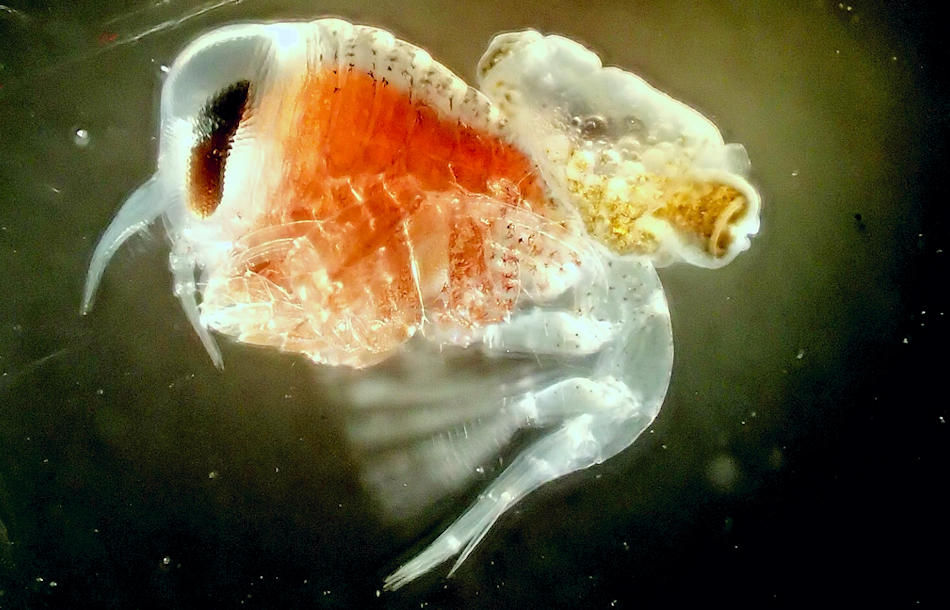 Der grössere Flohkrebs hält mit zwei Hinterbeinen die kleinere Flügelschnecke fest und nutzt so ihre Abwehrwolke gegen Fressfeinde. Doch viele Fragen bleiben noch offen. Darunter auch, ob die Schnecke davon einen Vorteil hat. Bild Charlotte Havermans