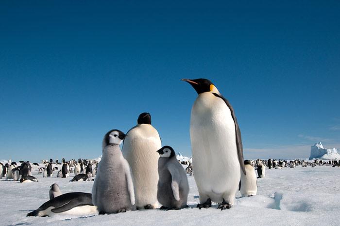 012_Kaiserpinguine