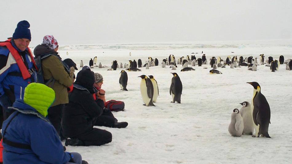 Fantastische Begegnung mit den Kaiserpinguine in der Kolonie von Snow Hill