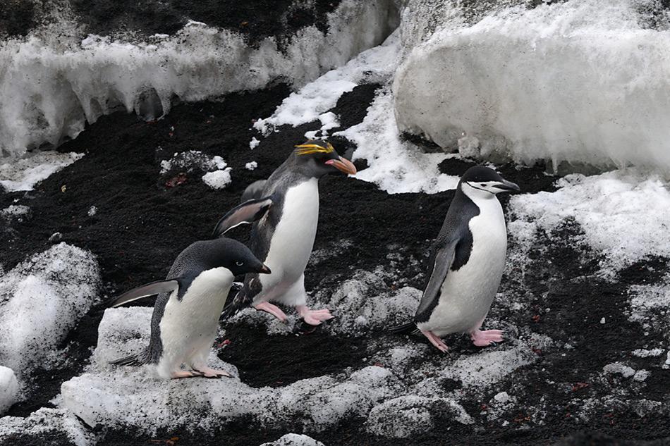 005 South Sandwich Islands Adelie Zuegel Goldschopfpinguin