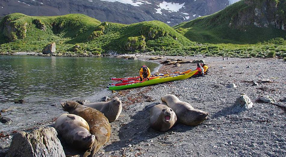 Ein fantastisches Erlebnis, an den abgelegensten Orten Südgeorgiens eine Pause vom Paddeln einzulegen mit jungen See-Elefanten als Nachbarn. Foto: South Georgia Circumnavigators