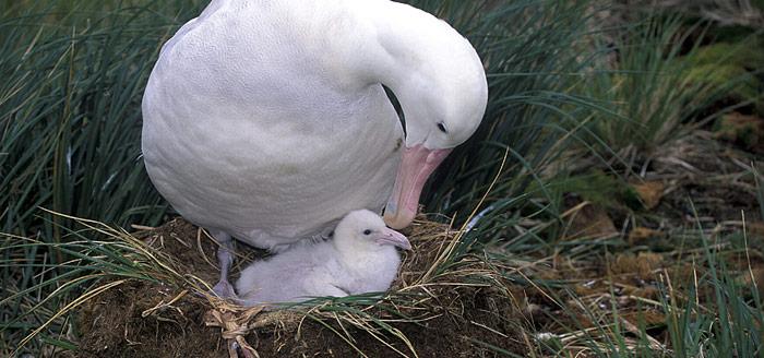 Albatros mit Nachwuchs