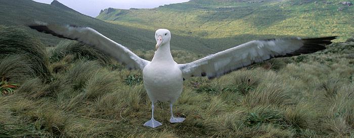 Wanderalbatros Spannweite