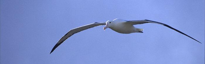 Wanderalbatros im Flug