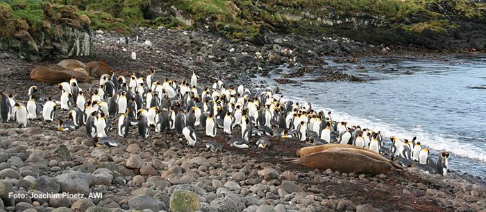 Seeelefanten und Königspinguine