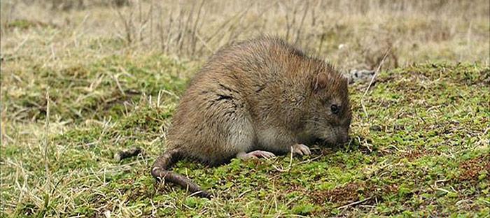 Ratten in South Georgia