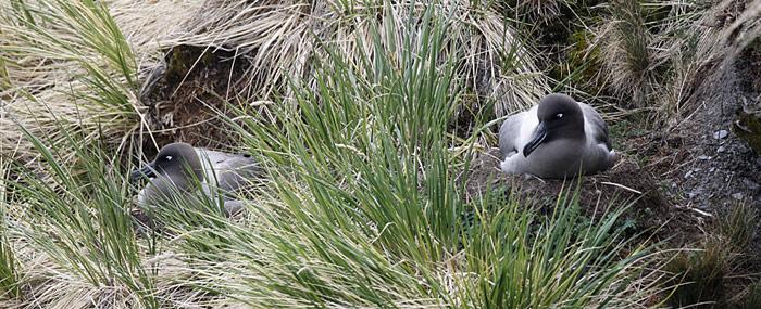 Russalbatross