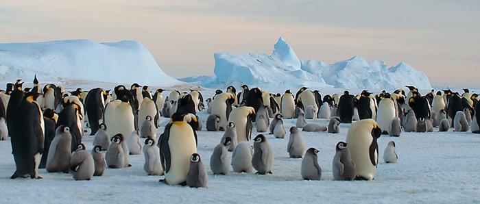 Zur Aufzucht des Nachwuchses benötigen die Elterntiere grosse Mengen an Krill.