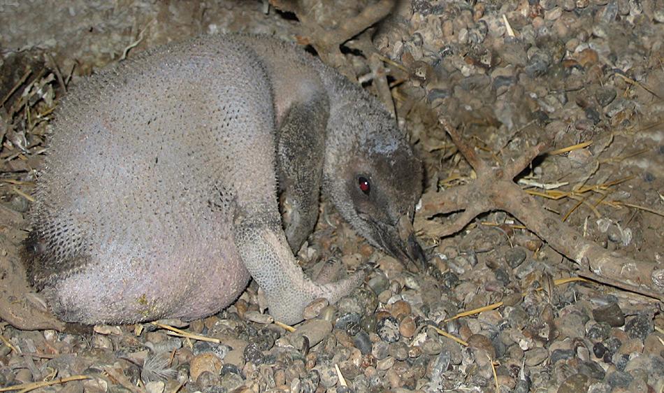 Durch fehlendes Federkleid fehlt den Pinguinen der Schutz gegen Kälte.