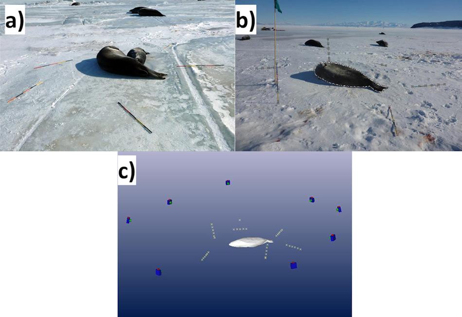 Eine Schritt-für-Schritt Anleitung des Konzepts zeigt, dass die Forscher (a) zuerst die Robbe mit speziellen Stöcken umgeben und Bilder von allen Seiten und Ecken aufnehmen. (b) Ein Computerprogram definiert danach die Kanten der Robbe und die Position jedes Stabes, die als Referenz dienen. (c) Danach können die Forscher mit Hilfe eines 3D-Modells das Gewicht der Robbe bestimmen. Alle Bilder: Kaitlin Macdonald.