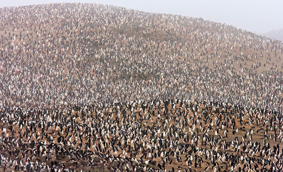 Eine der grössten Pinguinkolonien der Welt liegt auf Zavodovski und besteht aus rund 2 Millionen Zügelpinguinen. Diese brüten im Schatten von Mt. Curry wegen des warmen Bodens und des Krillreichtums rund um die Inseln. Bild: National Geographic Society