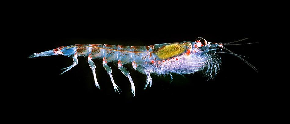 Das Antarktische Krill kommt in den Gewässern um die Antarktis und im Südlichen Ozean vor. Er lebt in grossen Schwärmen. Ein solcher Schwarm kann pro Kubikmeter Wasser 10.000–30.000 Individuen umfassen.