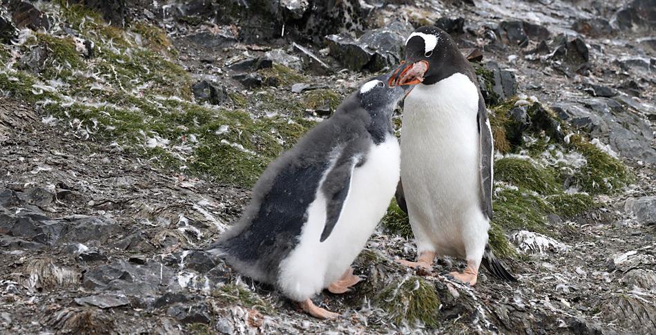 Wichtige Nahrungsquelle für die Pinguine auf South Georgia ist der Krill.