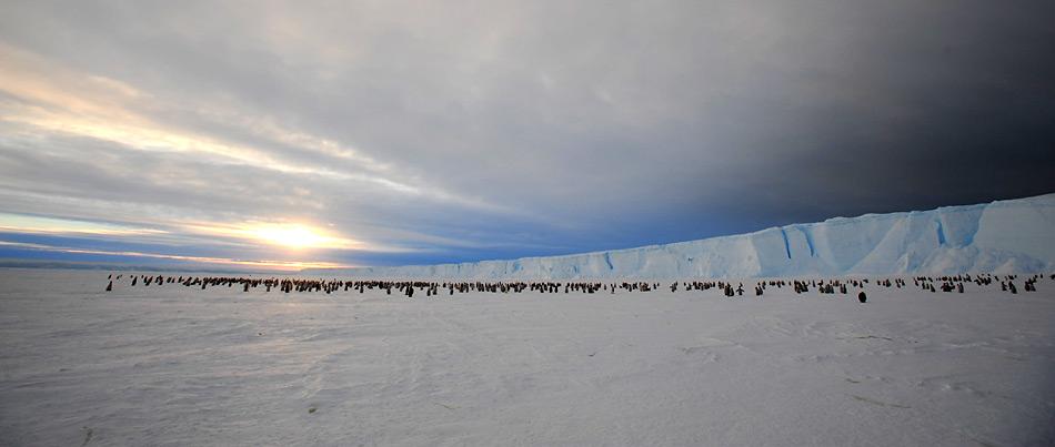 Kaiserpinguine vor der Gletscherfront