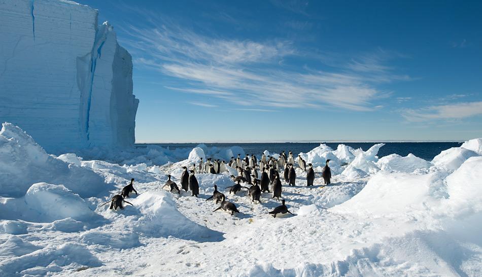 Zwei Kilometer von der Kolonie entfernt gehen die Kaiserpinguine ins Meer zum Fischfang. Bild: International Polar Foundation