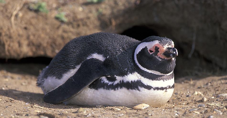 Der Magellan-Pinguin gräbt für die Fortpflanzung eine Bruthöhle, wenn der Erdboden dies zulässt. Ansonsten brütet er in kleinen Mulden, Felsspalten oder unter Sträuchern.